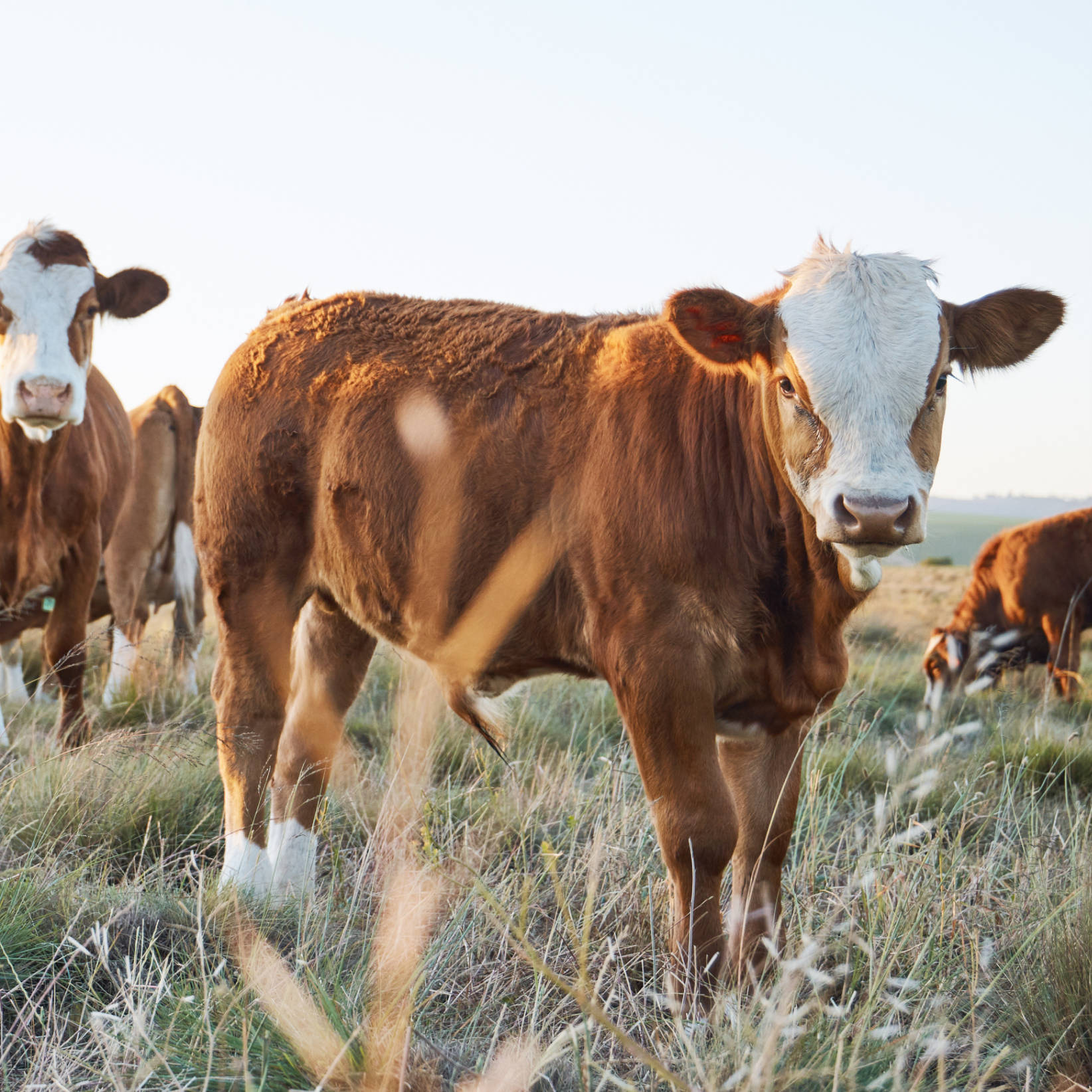 All-American beef sourcing